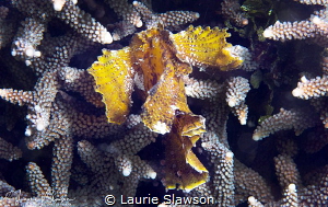 Leaf Scorpionfish/Photographed with a Canon 60 mm macro l... by Laurie Slawson 